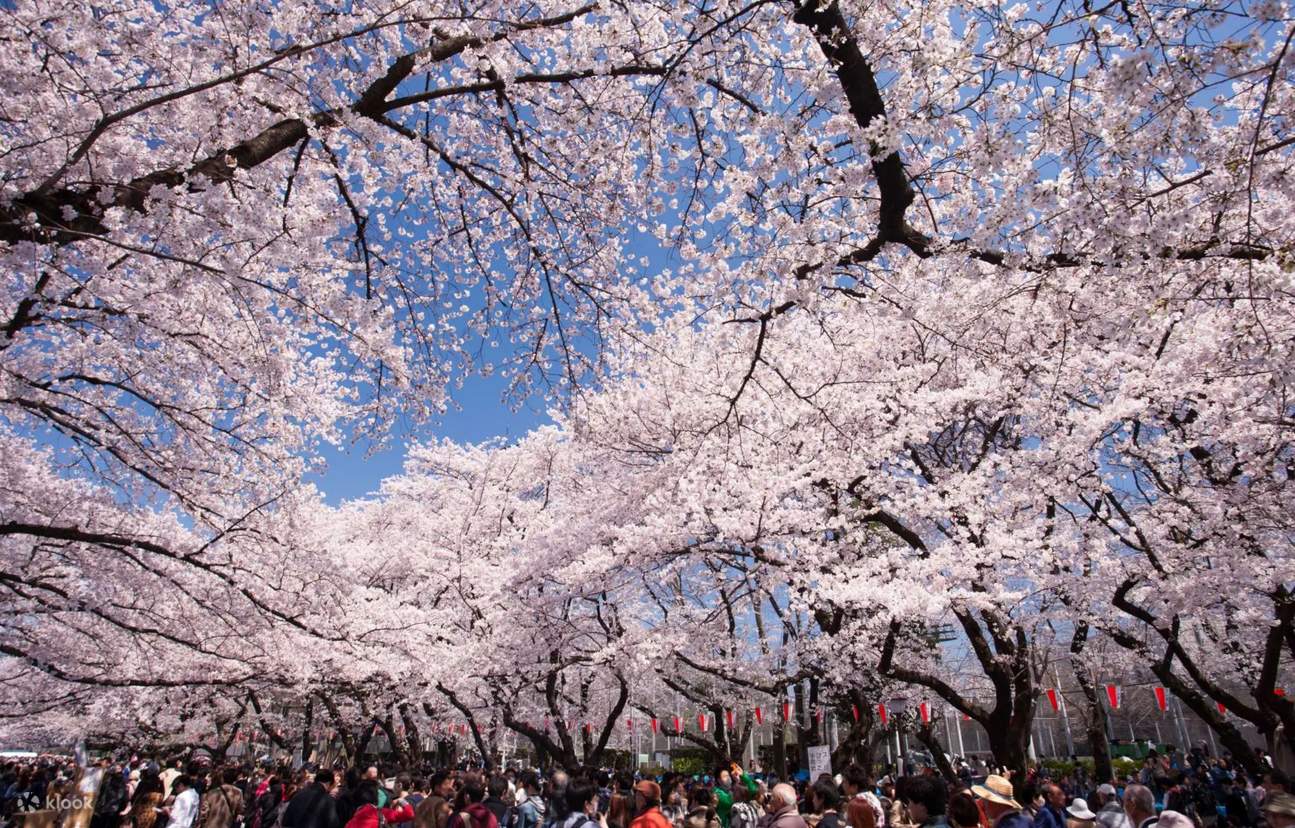 One-Day Tour of Tokyo's Top 5 Cherry Blossom Viewing Spots [Cherry ...